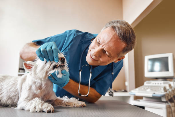 Best Emergency Broken Tooth Repair in Alexander, AR